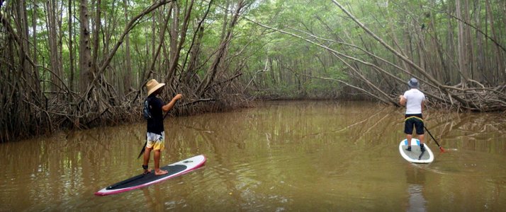 Pargos Adventures - Stand-Up Paddle Pargos Adventures - Stand-Up Paddle mangrove