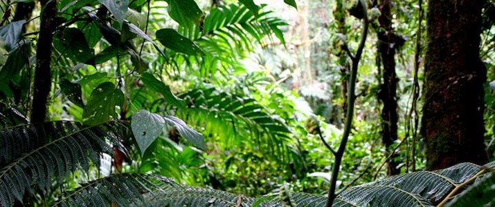 Desafios Tours - Parque La Amistad Desafios Tours - Parque La Amistad
