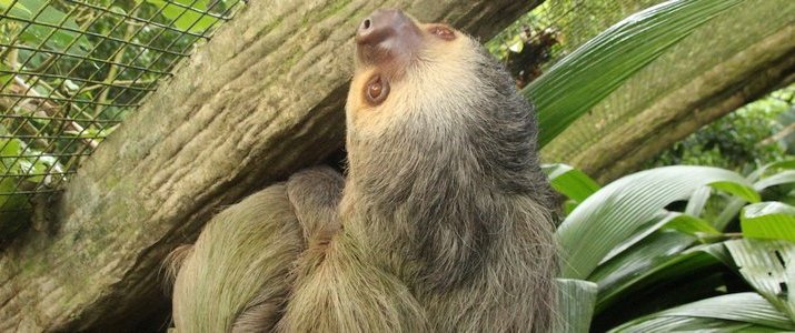 Diamante Eco Adventure Park - Paresseux Diamante Eco Adventure Park - Paresseux