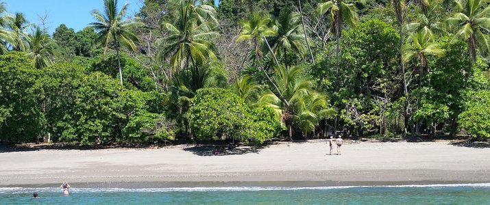 Surf & Turf Information Center - Plage Surf & Turf Information Center plage turquoise jungle palmier cocotier