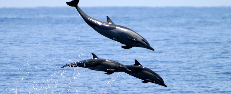 The Divine Dophin - Sauts de dauphin The Divine Dophin sauts de dauphin océan bébé