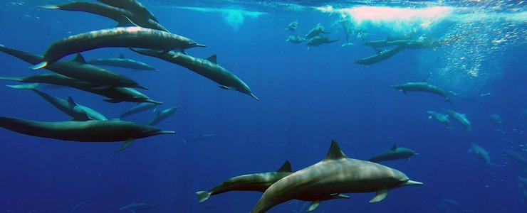 The Divine Dophin dauphins sous l'eau ocean bans nombreux