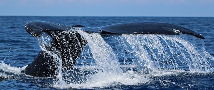 The Divine Dophin - Queue de baleine The Divine Dophin queue de baleine