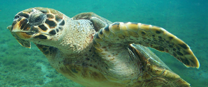 CR snorkeling tours 4 CR snorkeling tours 4 Alt tortue