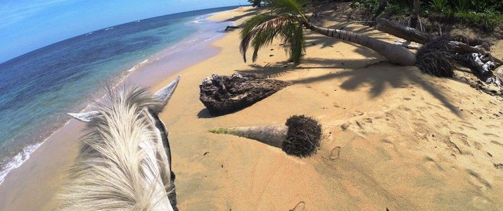 The Prancing Pony - A cheval sur la plage The Prancing Pony Caraïbes Sud Punta Uva Balade Cheval blanc crinière ocean plage palmiers