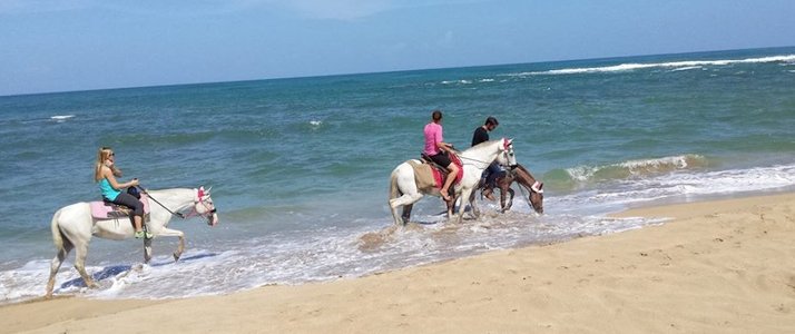 The Prancing Pony - Baignade à Cheval The Prancing Pony Caraïbes Sud Punta Uva Baignade à Cheval Plage Ocean