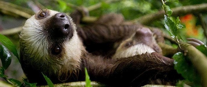 Kenry Tours - Paresseux Kenry Tours Caraïbes Sud Cahuita Parc Jungle - Paresseux