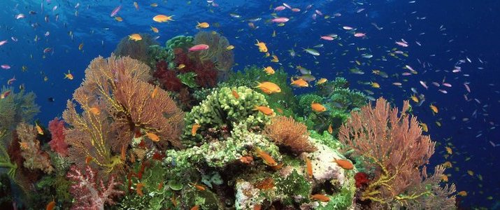 Kenry Tours - Snorkeling Kenry Tours Caraïbes Sud Cahuita Parc Jungle - Snorkeling