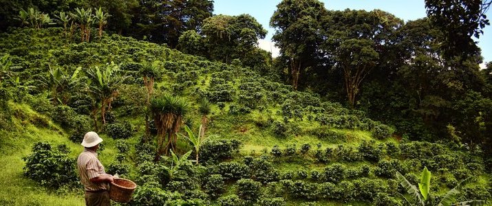 Afbeeldingsresultaat voor une plantation de cafÃ©