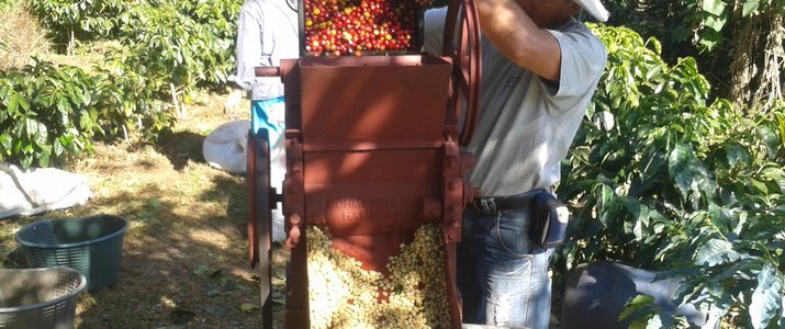 Café de Monteverde - Tri Café de Monteverde Forêt de Nuage Santa Elena Triage Grains
