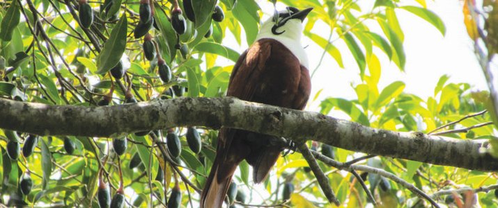 Sanctuario Ecologico - Araponga tricaronculé Santuario Ecologico Ecological Sanctuary Monteverde Santa Elena Rain Forest Forêt de Nuages Oiseau Araponga tricaronculé
