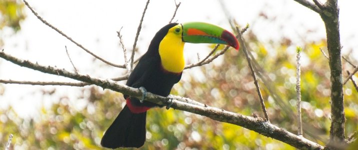 Santuario Ecologico - Toucan Santuario Ecologico Ecological Sanctuary Monteverde Santa Elena Rain Forest Forêt de Nuages Toucan Oiseau