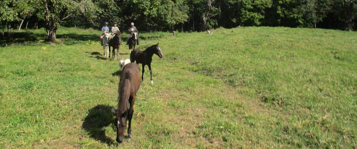 Tokpela - Poulains Tokpela poulains cheval chevaux campagne verdure