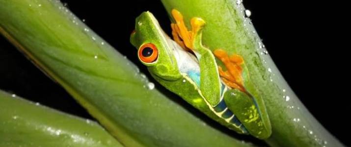 Frog's Paradise grenouille verte aux yeux rouges Frog's Paradise Bijagua grenouille verte aux yeux rouges