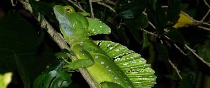 Frog's Paradise Basilic Frog's Paradise Bijagua Reptile Basilic