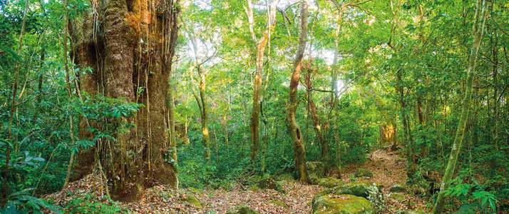 Rio Negro - Forêt Rio Negro Rincon de la Vieja Hacienda Guachipelin Adventure Tours Volcan Forêt