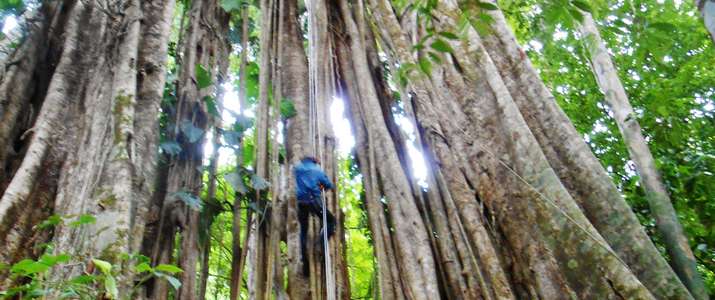 Rappel dans les arbres forêt, rappel, jungle, sécurité, arbre, corcovado, osa, puerto Jimenez, activité, costa rica