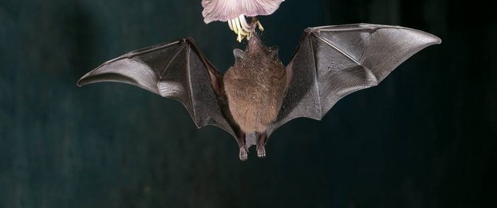 Batjungle action Batjungle action