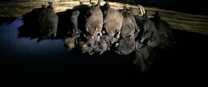 Batjungle regroupées Batjungle regroupées