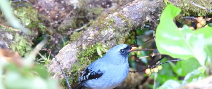 Ficus Trails Oiseaux 2 Ficus Trails Oiseaux 2