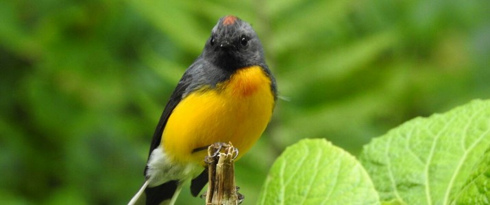 Ficus Trails Oiseaux 3 Ficus Trails Oiseaux 3
