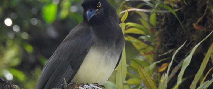 Ficus Trails Oiseaux 4 Ficus Trails Oiseaux 4