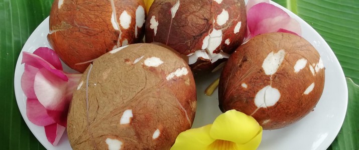 Tour de coco - cocos Tour de coco - cocos