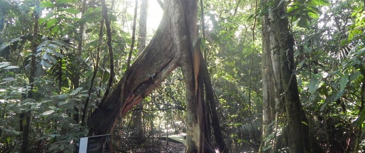 Réserve biologique de La Selva Puerto Viejo de Sarapiqui jungle Réserve biologique de La Selva Puerto Viejo de Sarapiqui jungle
