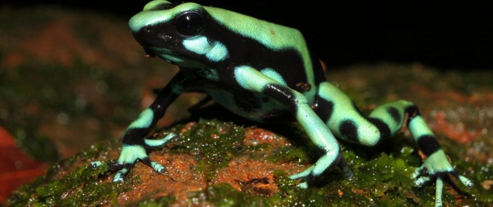 Frog's Heaven Puerto Viejo de Sarapiqui grenouille verte et noire Frog's Heaven Puerto Viejo de Sarapiqui grenouille verte et noire