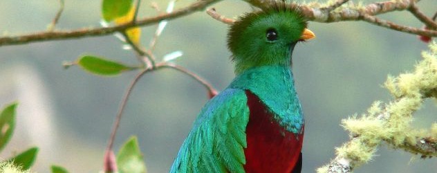 Batsu Garden San Gerardo de Dota Quetzal Batsu Garden San Gerardo de Dota Quetzal