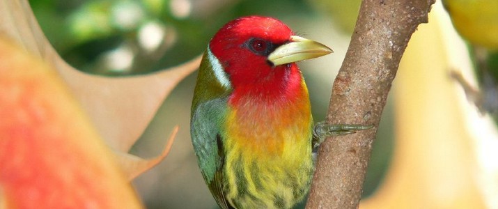 Batsu Garden San Gerardo de Dota oiseau Batsu Garden San Gerardo de Dota oiseau