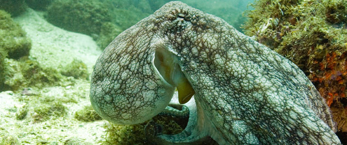 Rich Coast Diving Rich Coast Diving pieuvre