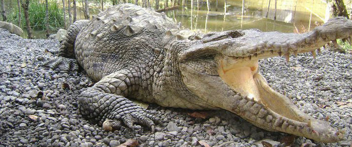 Arenal Natura Ecological Park Arenal Natura Ecological Park Crocodile