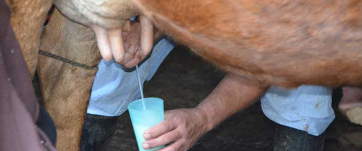 Albergue el Socorro Albergue el Socorro vache lait