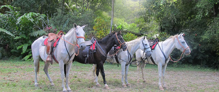 Star Mountain Jungle Lodge Star Mountain Jungle Lodge cheval balade