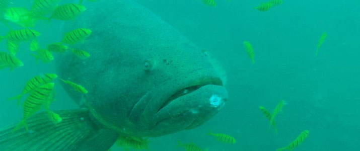 Drake Divers 1 Drake Divers 1 Alt poisson