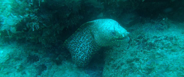 Drake Divers 2 Drake Divers 2 Alt murene