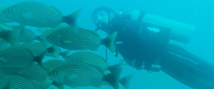 Drake Divers 3 Drake Divers 3 Alt plongee