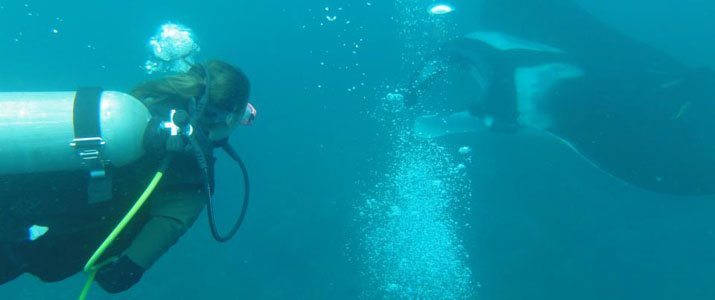 Drake Divers 4 Drake Divers 4 Alt raie