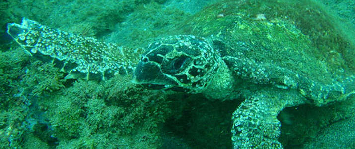 Blue Doplhin Sailing Blue Doplhin Sailing snorkelling