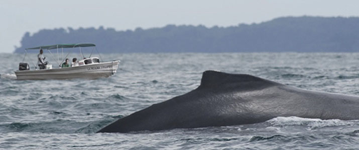 La Picolina 1 La Picolina 1 Alt baleine