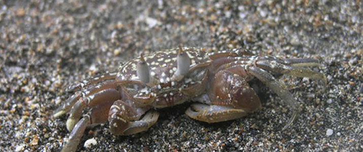 La Picolina 2 La Picolina 2 Alt crabe