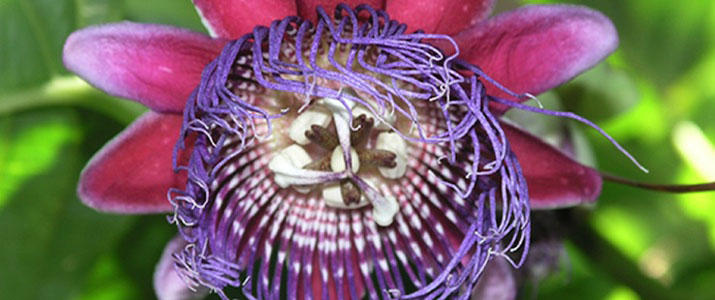 La Picolina 3 La Picolina 3 Alt fleur flore