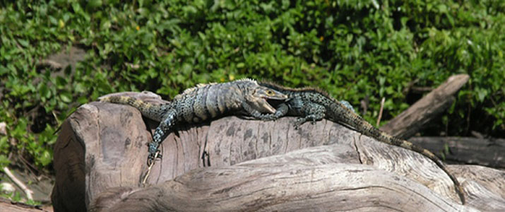 La Picolina 4 La Picolina 4 Alt iguane