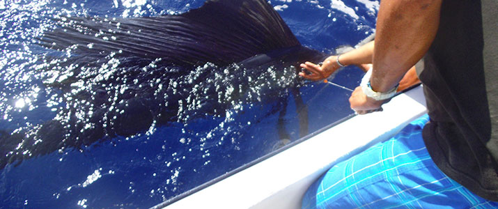 Samara Fishing trip Samara Fishing trip espadon