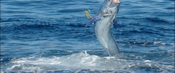 Tamarindo Sport Fishing Tamarindo Sport Fishing espadon pêche
