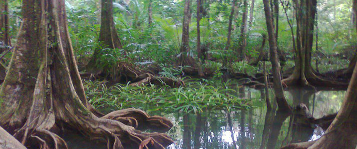 Corcovado Dreams 1 Corcovado Dreams 1 Alt mangrove
