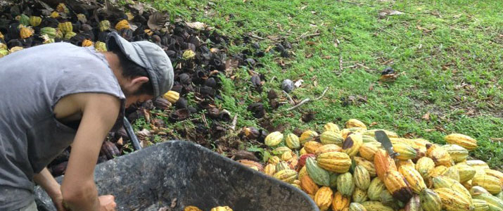 Finca Kobo 3 Finca Kobo 3 Alt chocolat cacao