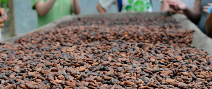 Finca Kobo 4 Finca Kobo 4 Alt chocolat cacao