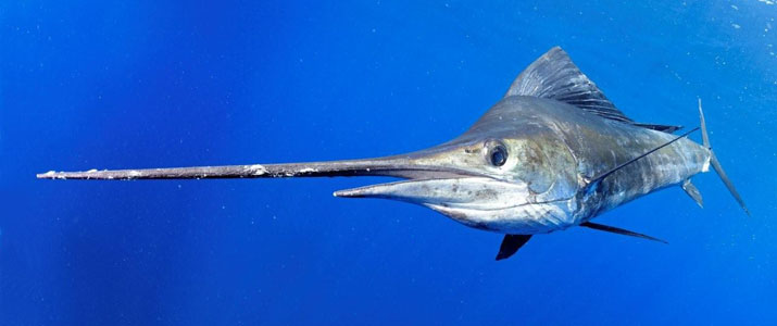 Titre 2 Pêche Passion Alt 2 pêche poisson mer espadon